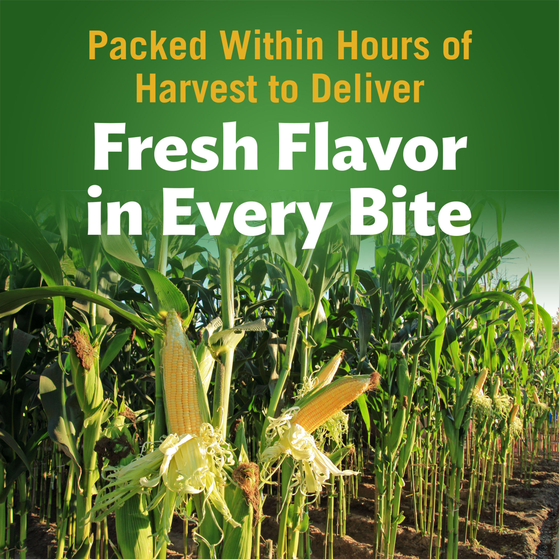 Del Monte Golden Sweet Whole Kernel Corn, Canned Vegetables, 15.25 oz Can (Pack of 4) thumbnail 3