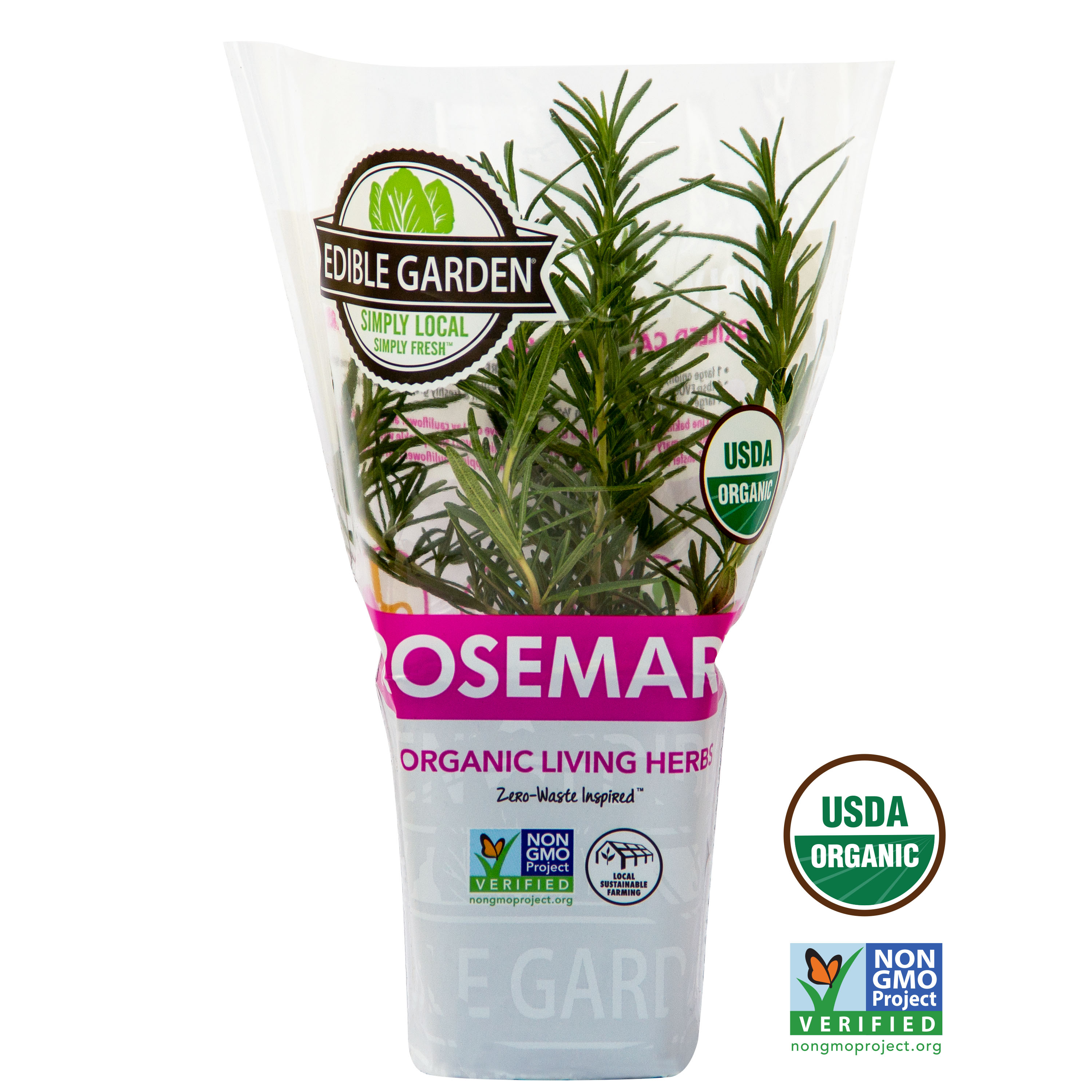 Sprout House Potted Rosemary Herb Plant