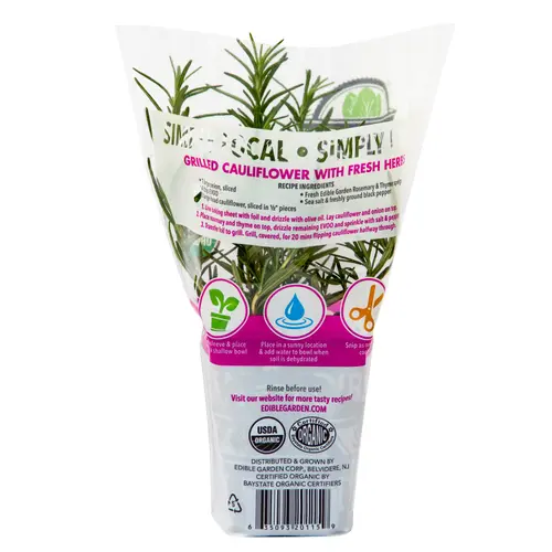 Sprout House Potted Rosemary Herb Plant thumbnail 2