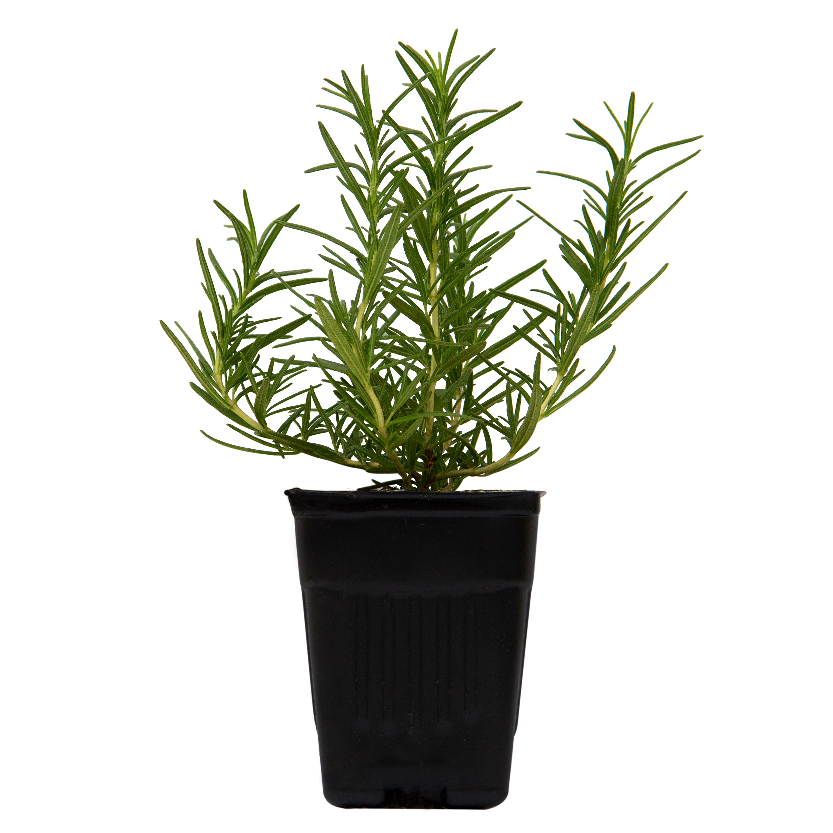 Sprout House Potted Rosemary Herb Plant thumbnail 3