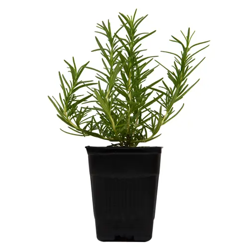 Sprout House Potted Rosemary Herb Plant thumbnail 3