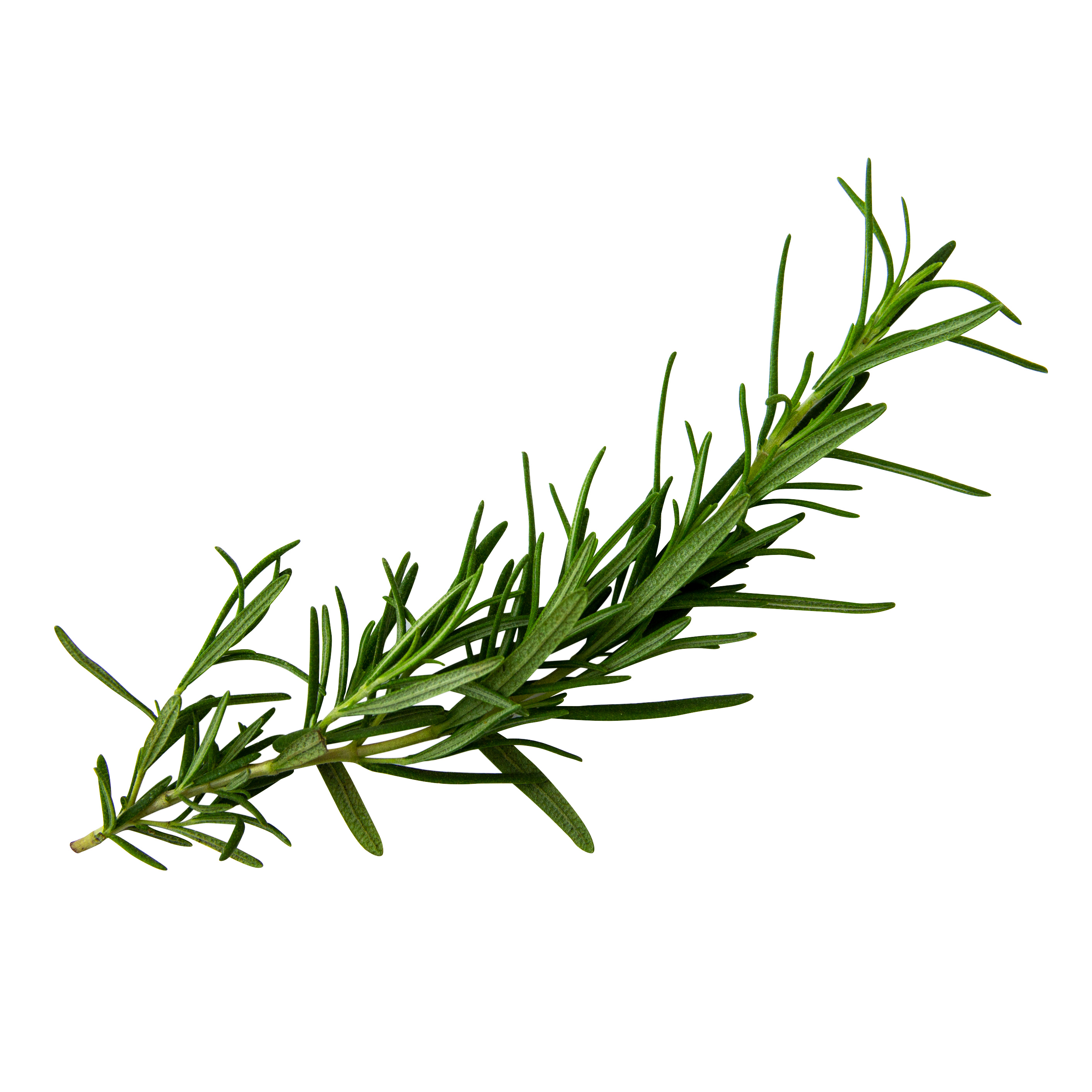 Sprout House Potted Rosemary Herb Plant thumbnail 4