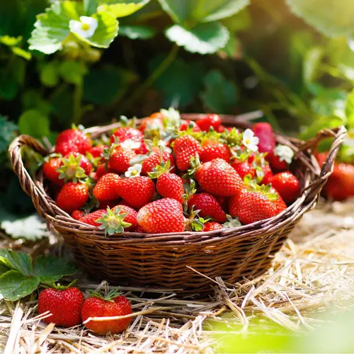 Fresh USDA Organic Strawberries, 1 lb Container thumbnail 2
