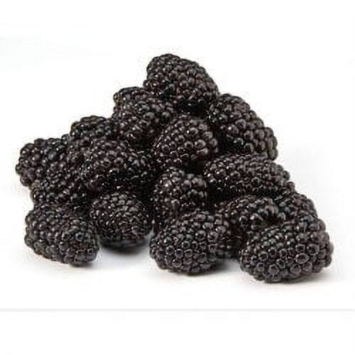 Fresh Field Packed  Blackberries, 12 oz Container thumbnail 2