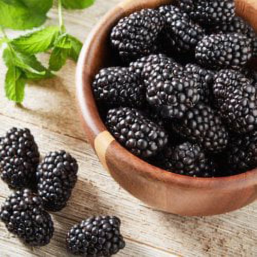 Fresh Field Packed  Blackberries, 12 oz Container thumbnail 3