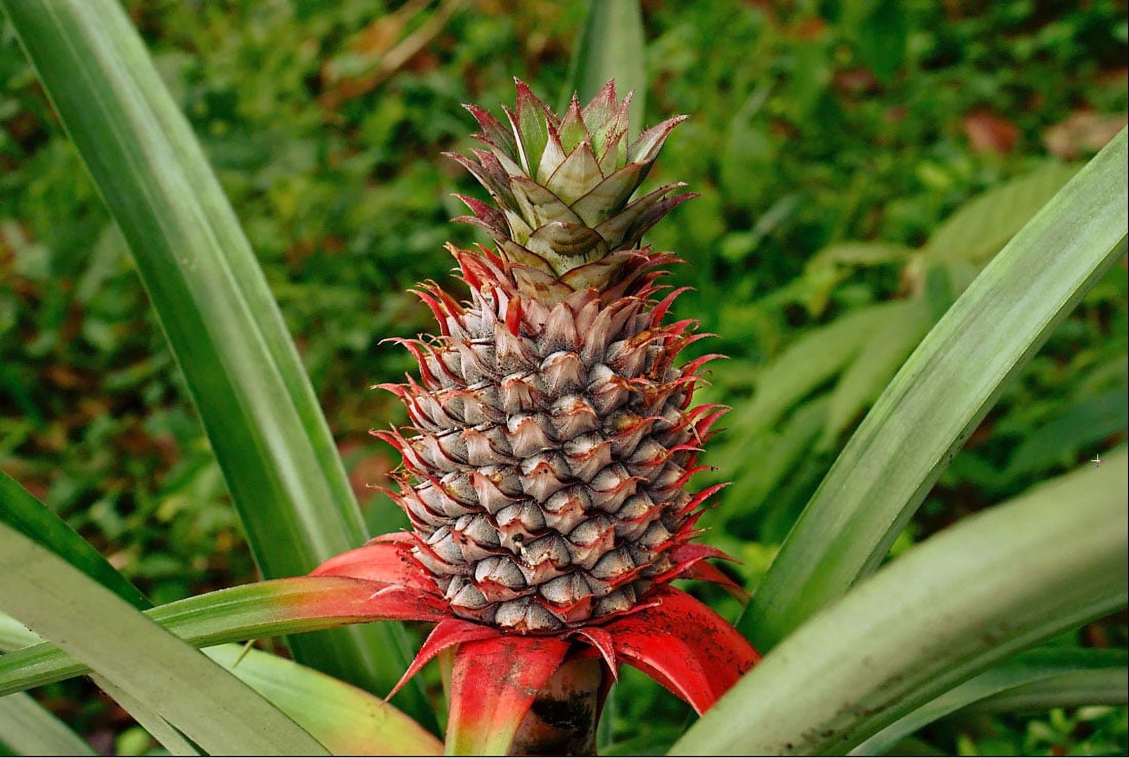 Fresh Pineapple, Each thumbnail 4