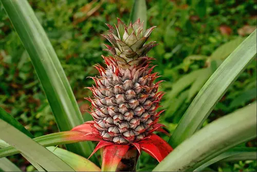 Fresh Pineapple, Each thumbnail 4