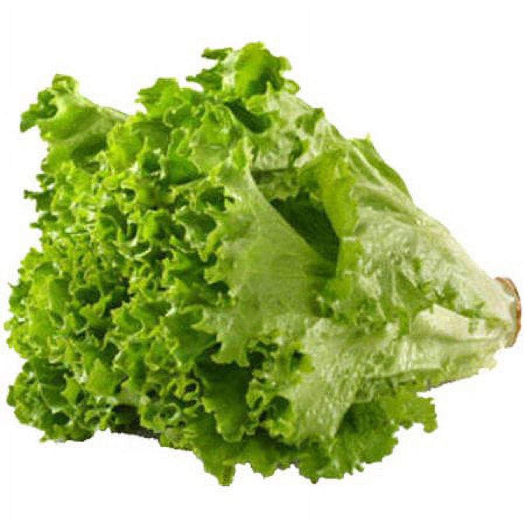 Fresh Green Leaf Lettuce, Each thumbnail 2