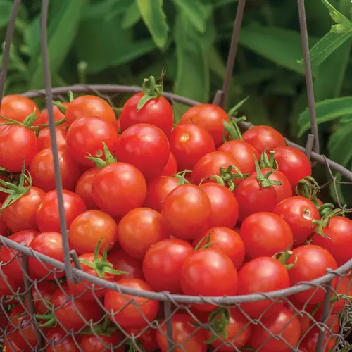 Burpee Cherry Baby Tomato Vegetable Seed, 1-pack thumbnail 2