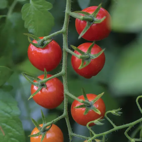 Burpee Cherry Baby Tomato Vegetable Seed, 1-pack thumbnail 3