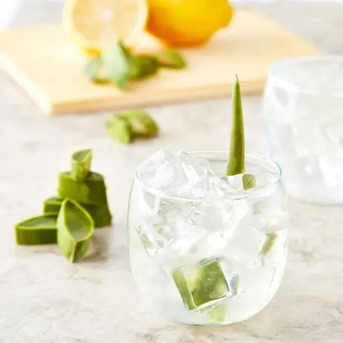 Fresh Aloe Leaf, Each thumbnail 3