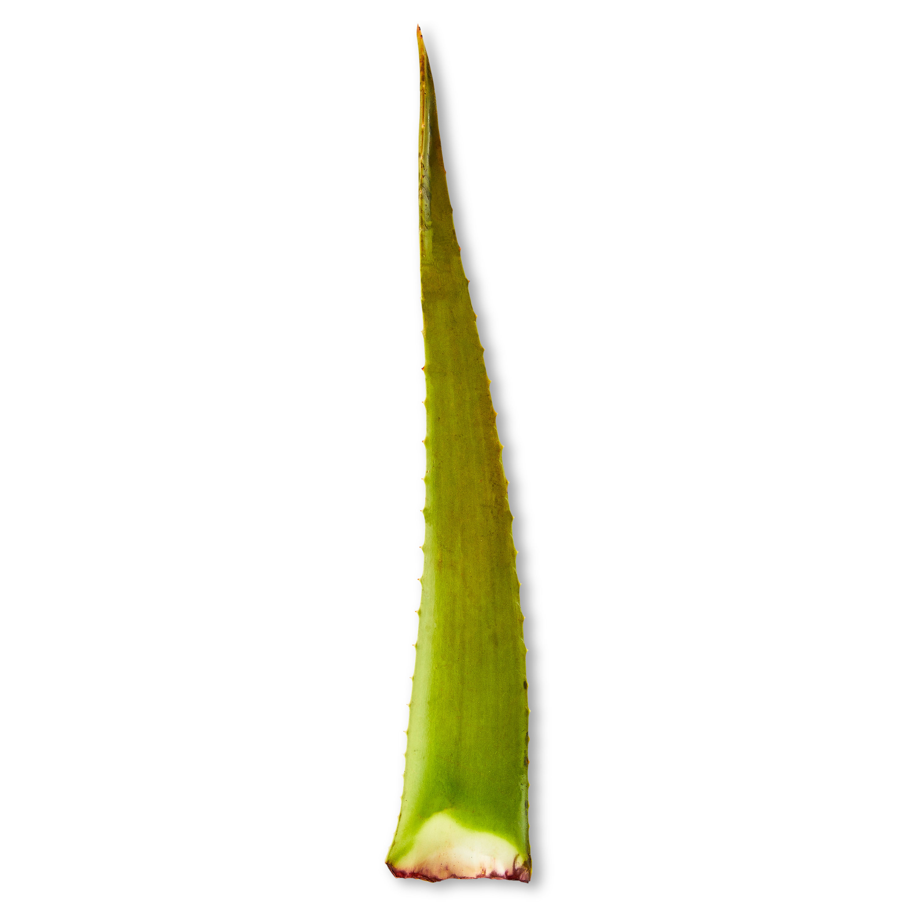Fresh Aloe Leaf, Each thumbnail 4