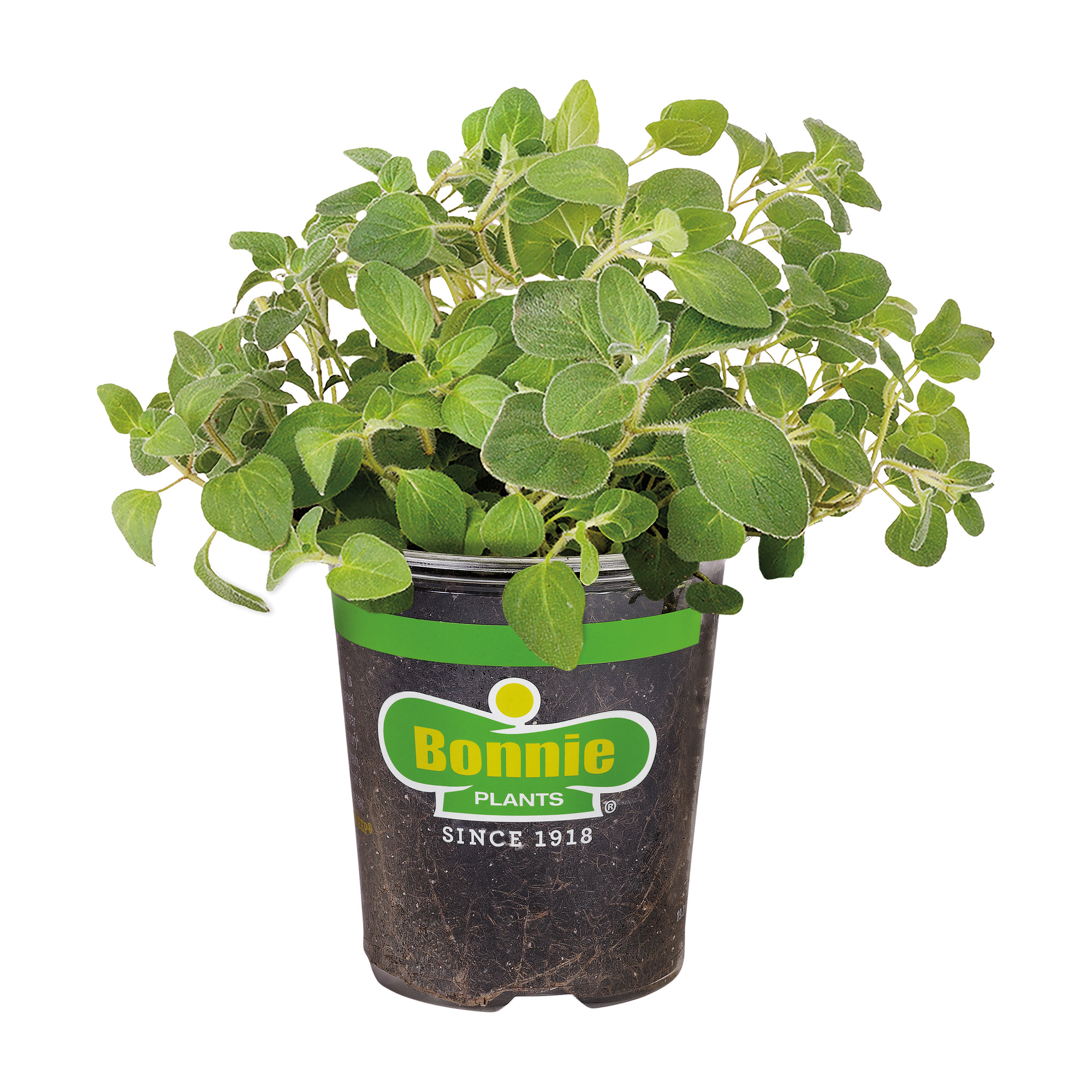 Bonnie Plants Italian Oregano 19.3 oz.
