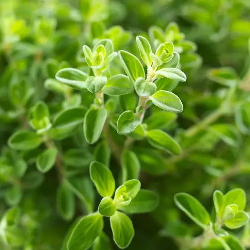 Bonnie Plants Italian Oregano 19.3 oz. thumbnail 3