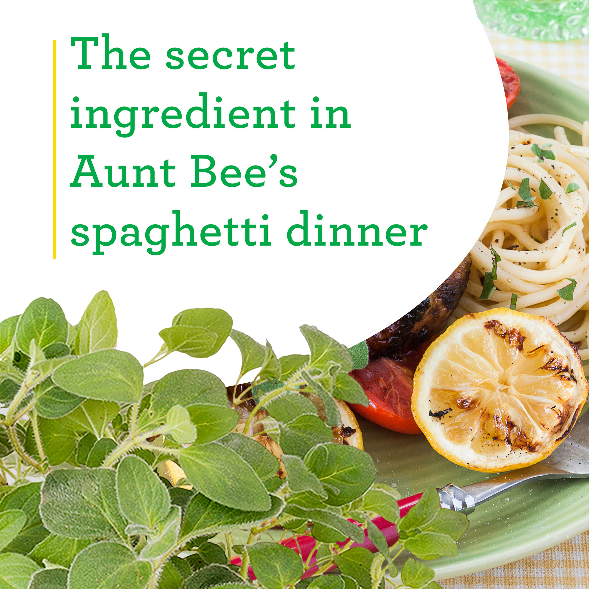 Bonnie Plants Italian Oregano 19.3 oz. thumbnail 4