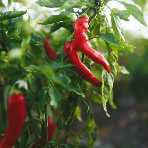 Trappey's Bull Louisiana Original Recipe Hot Sauce, 12 fl oz Glass Bottle thumbnail 2