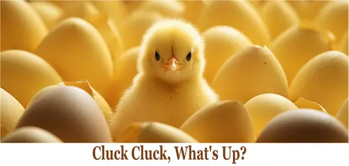 1 Pound (16 oz) Whole Powdered Eggs, WHY PAY MORE? Freshest Eggs, Fast Priority Shipping, Makes 35 Large Eggs, MADE IN THE USA!  thumbnail 3