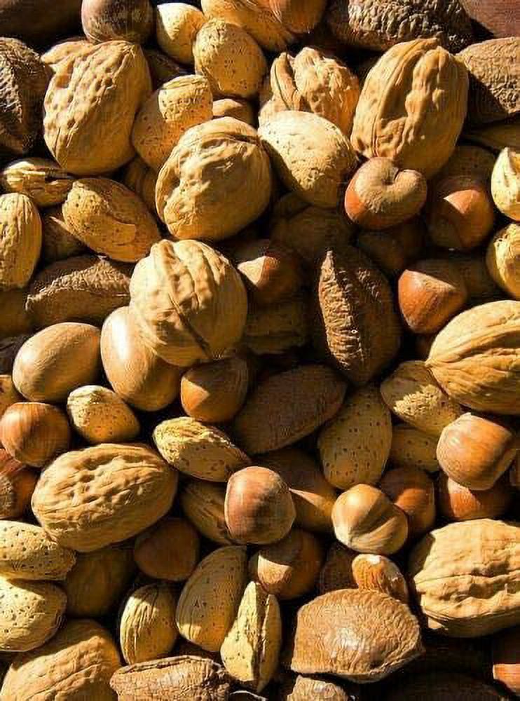 California Fresh Raw In-shell Whole Mixed Nuts 1 LB thumbnail 2