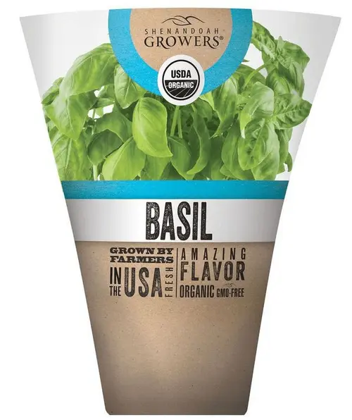 Shenandoah Growers Organic Fresh Potted Basil, 1 Each thumbnail 2