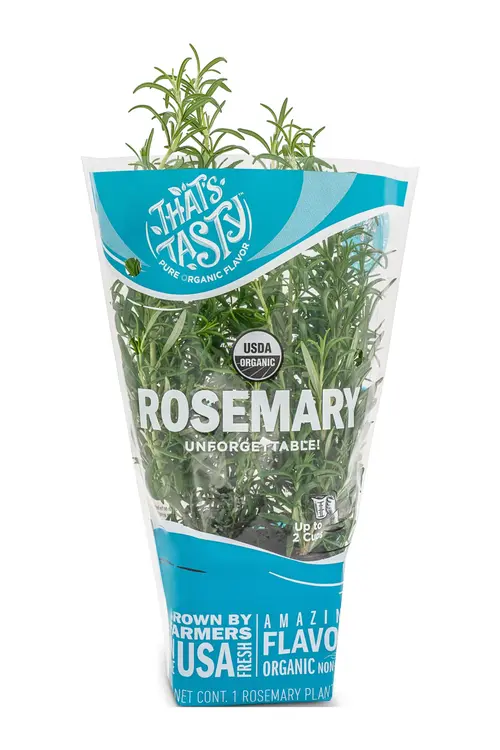 Organic Rosemary Potted Plant
