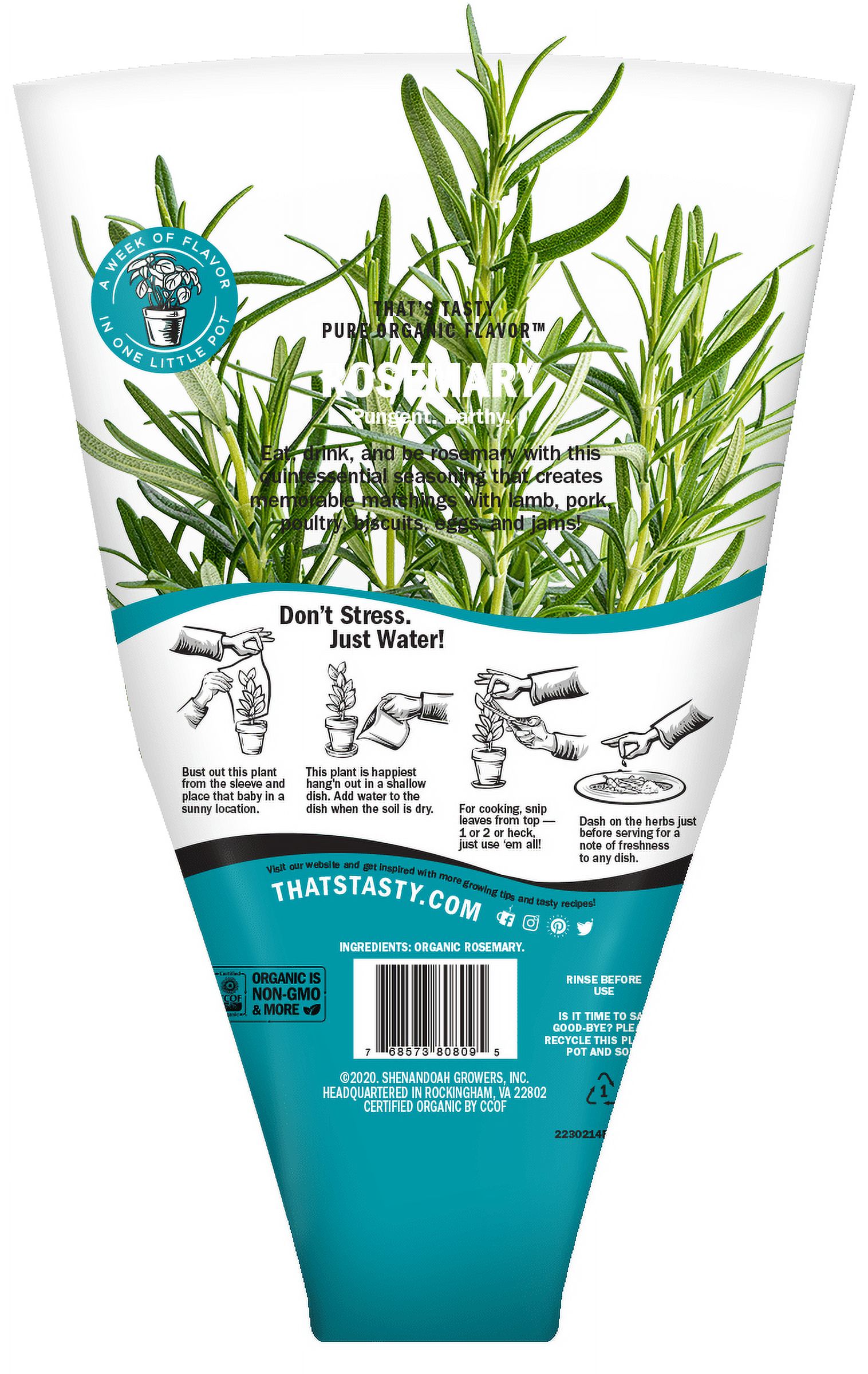 Organic Rosemary Potted Plant thumbnail 2