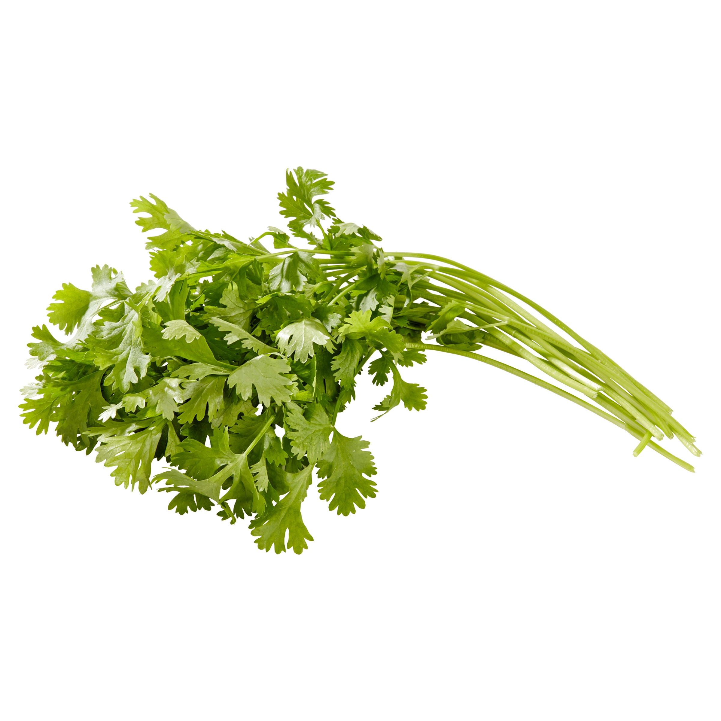 Fresh Cut Cilantro, 0.5 oz Clamshell thumbnail 3