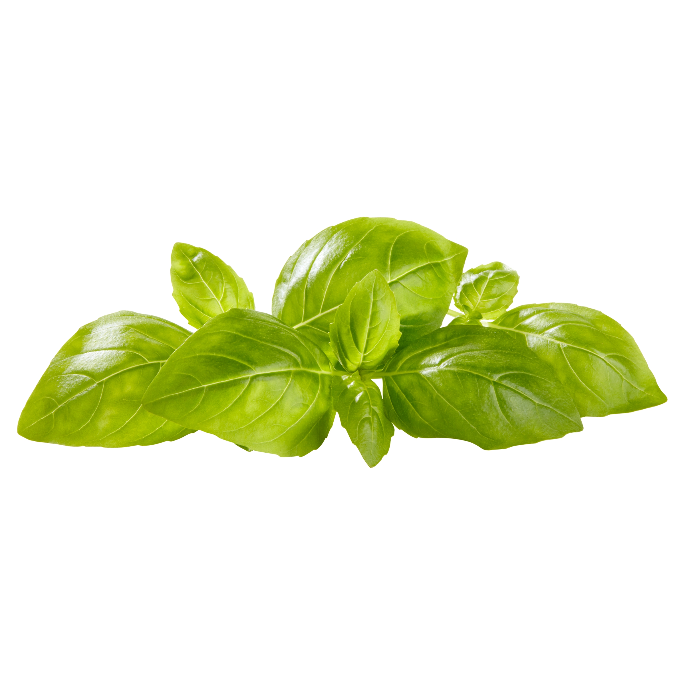 Fresh Basil, 0.5 oz Clamshell thumbnail 3