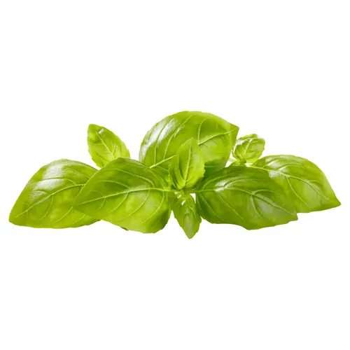 Fresh Basil, 0.5 oz Clamshell thumbnail 3