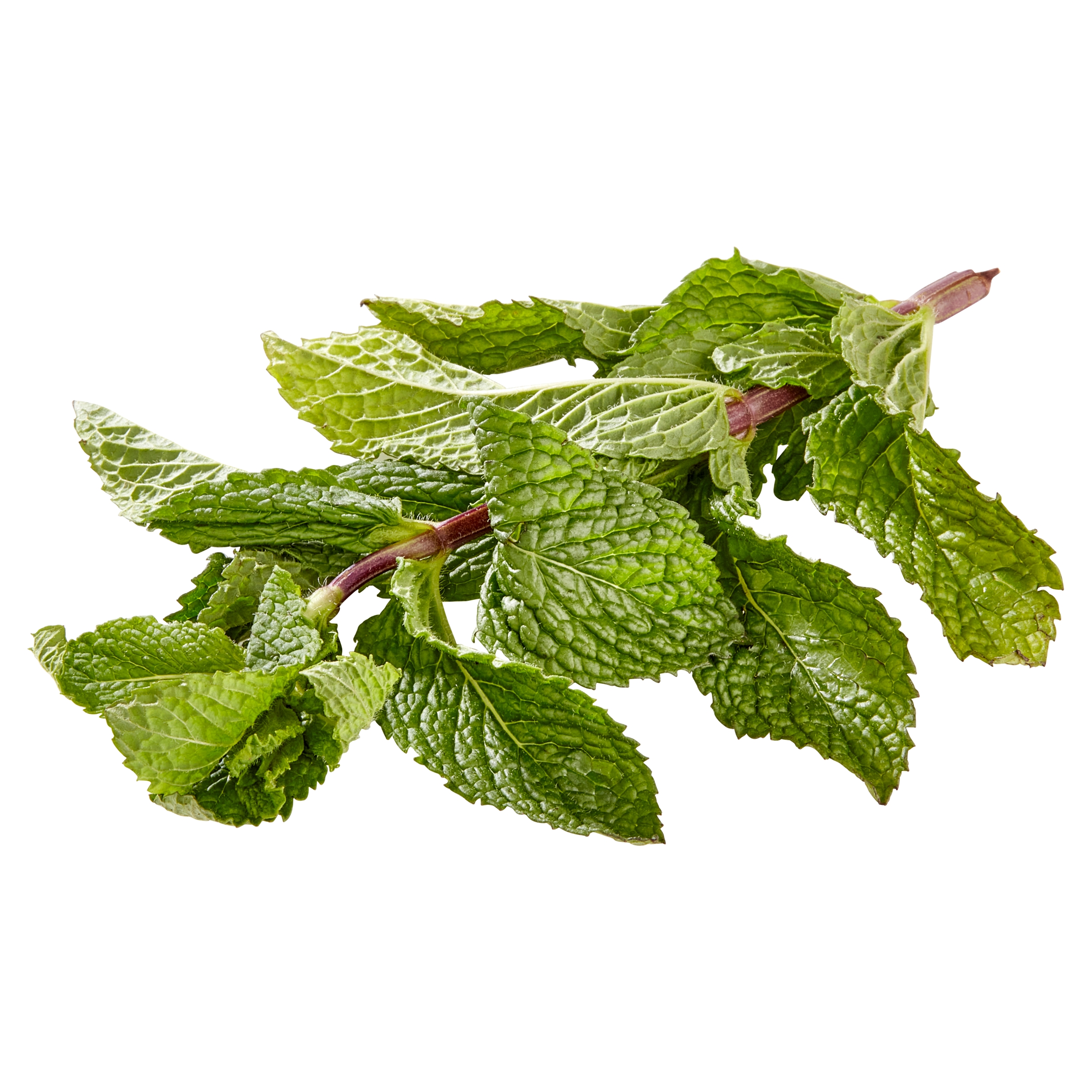 Fresh Mint, 0.5 oz Clamshell thumbnail 3