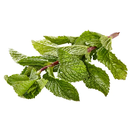 Fresh Mint, 0.5 oz Clamshell thumbnail 3