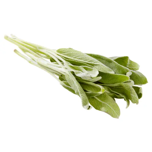 Fresh Sage, 0.5 oz Clamshell thumbnail 3