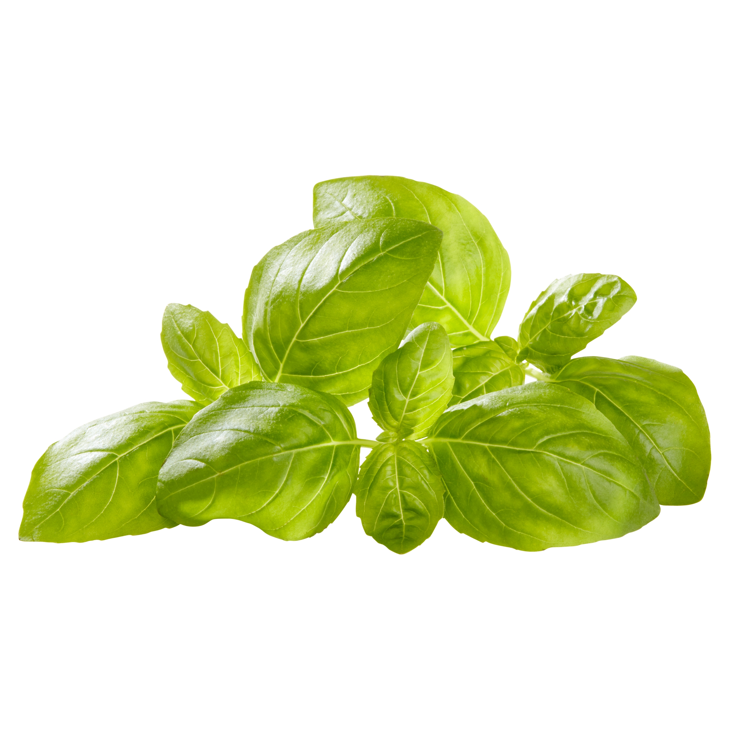 Fresh Basil, 1.5 oz Clamshell thumbnail 3