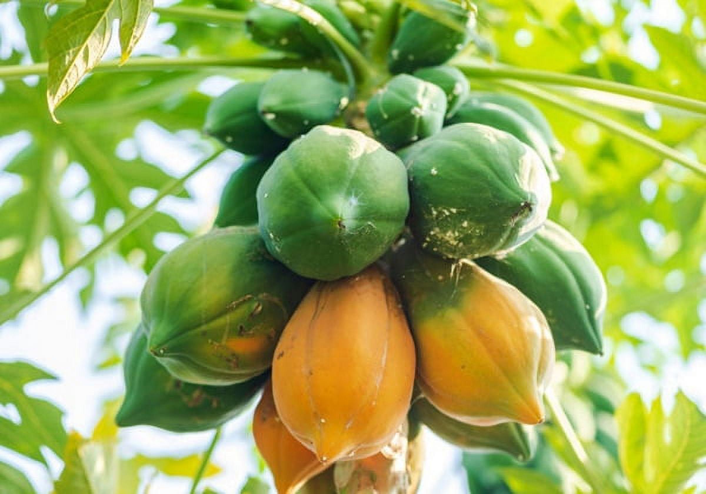 Fresh Papaya, Each, 1 Count thumbnail 4