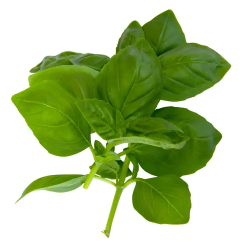 Sprout House Potted Basil Herb Plant thumbnail 3