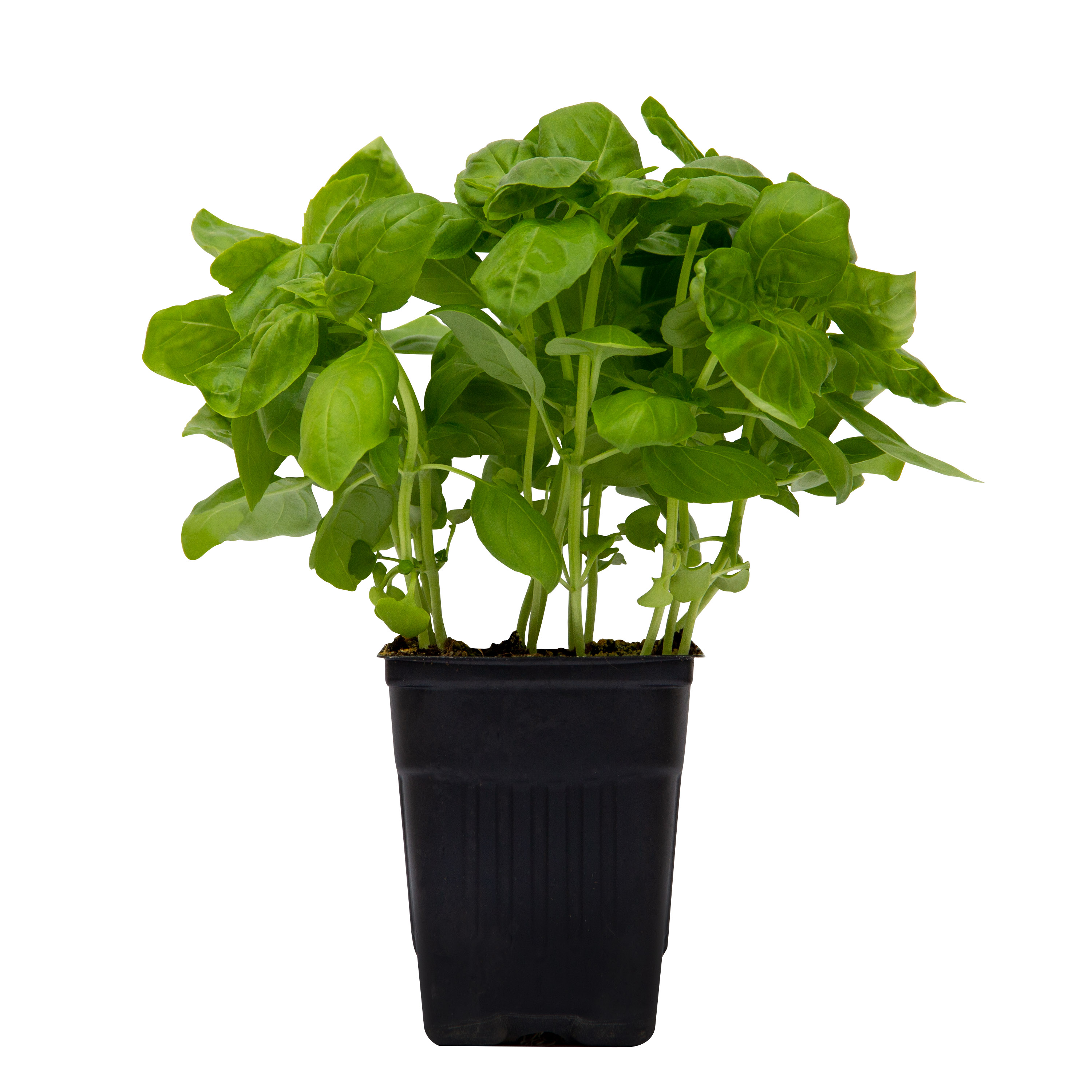 Sprout House Potted Basil Herb Plant thumbnail 4