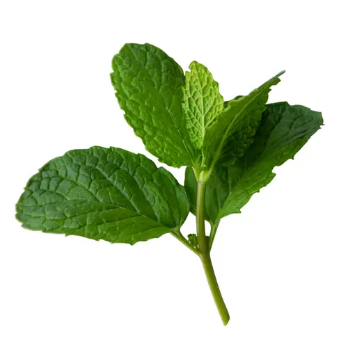 Sprout House Potted Mint Green Herb Plant, 1 Each thumbnail 3