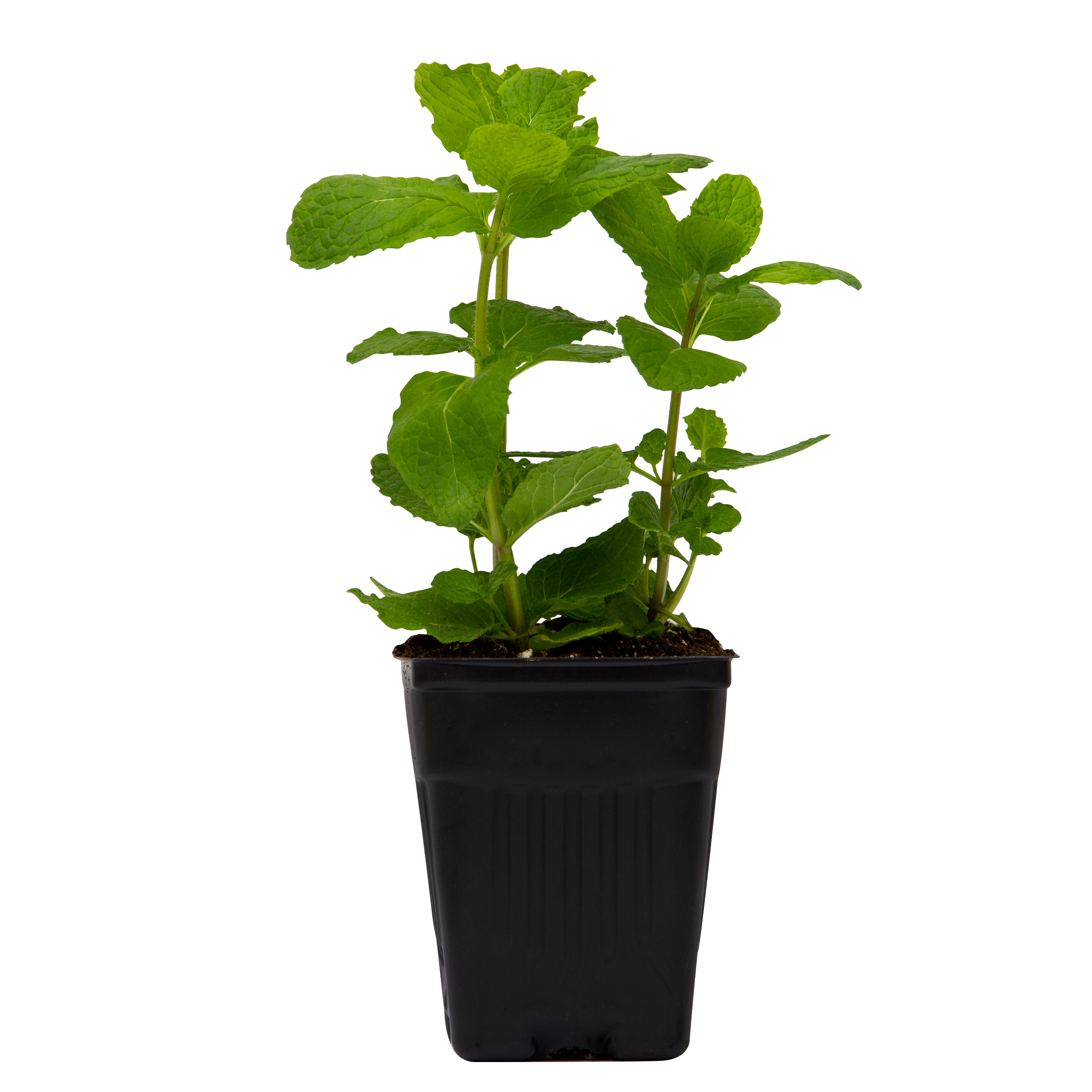 Sprout House Potted Mint Green Herb Plant, 1 Each thumbnail 4