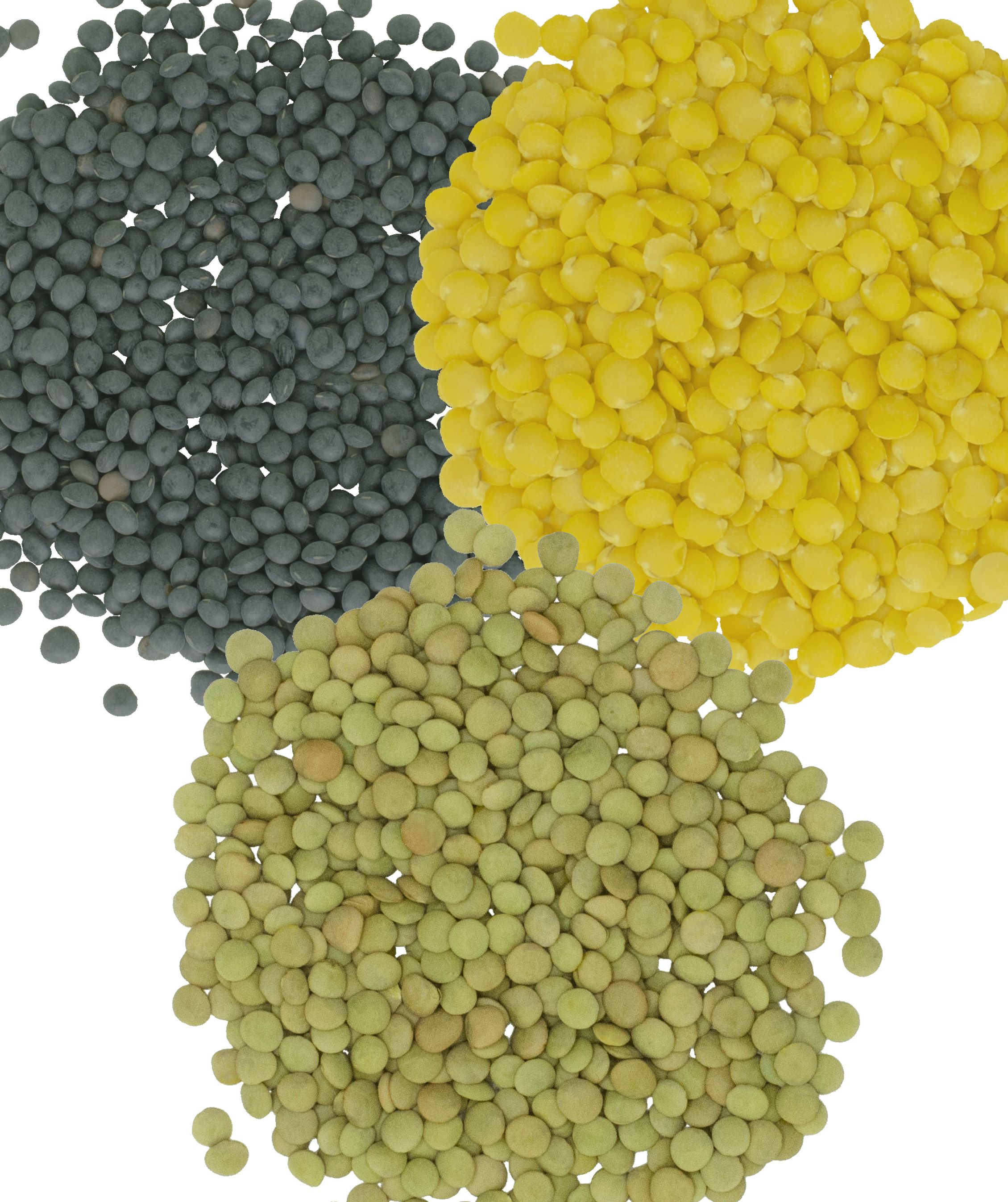 Green Lentils | Black Beluga Lentils | Golden Lentils | Non-GMO | 12 lbs Total | 100% Non Irradiated | Kosher | USA Grown | Vega thumbnail 2