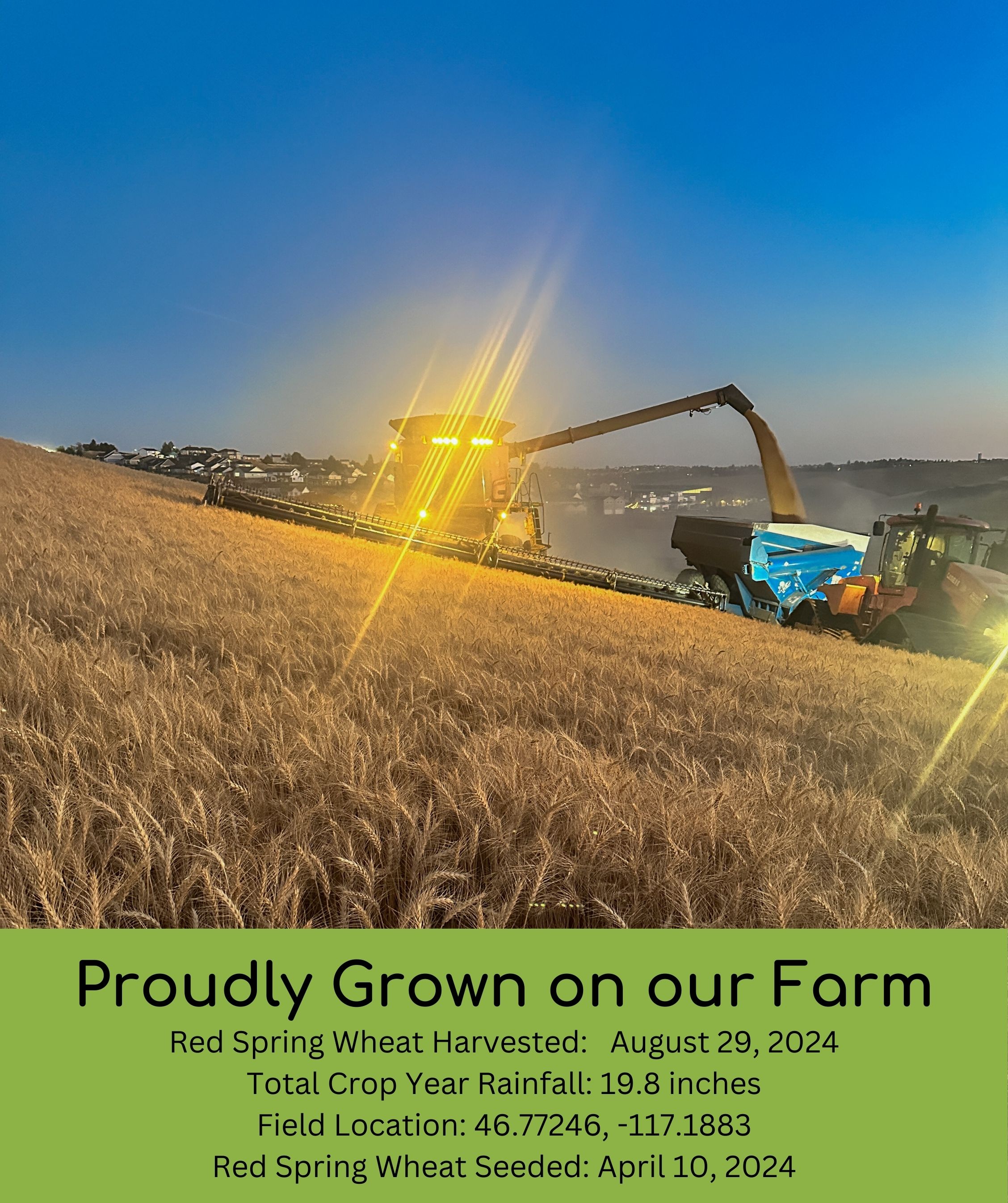 Certified Glyphosate Residue Free Hard Red Spring Wheat Berries | 15 LBS | Desiccant Free | Family Farmed in Washington State |  thumbnail 3