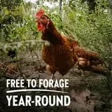Vital Farms Pasture Raised Grade A Large Brown Eggs, 12 Count thumbnail 4
